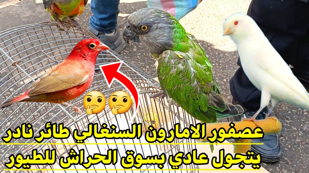 حديقة إبن باديس بالحراش لبيع جميع أنواع الطيور : إقبال كبير اليوم إلى السوق للبحدث على اجمل الطيور !