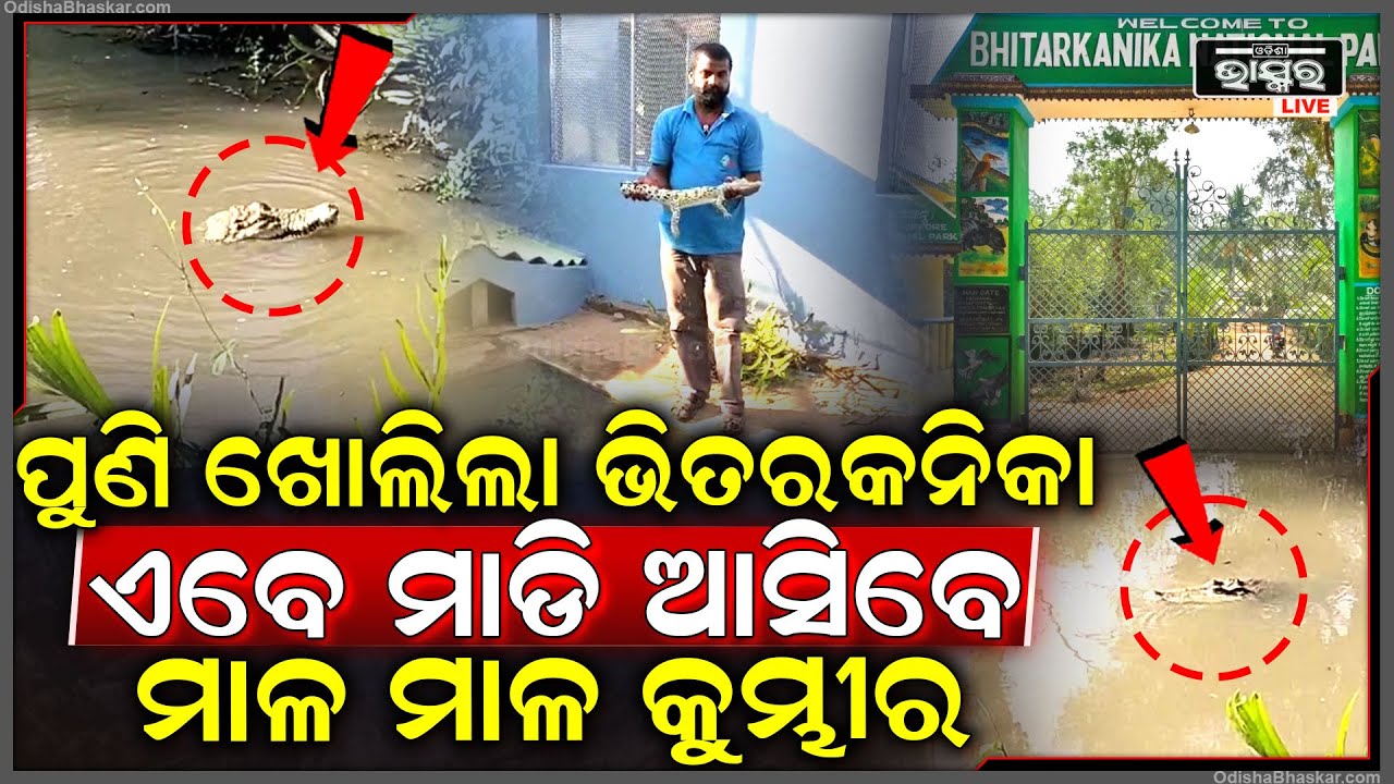 ୩ ମାସ ପରେ ପୁଣି ଖୋଲିଲା ଭିତରକନିକା, ଅଣ୍ଡାରୁ ଫୁଟିଲେ ମାଳ ମାଳ କୁମ୍ଭୀର ଛୁଆ , ଏବେ ମାଡି ଆସିବେ କୁମ୍ଭୀର