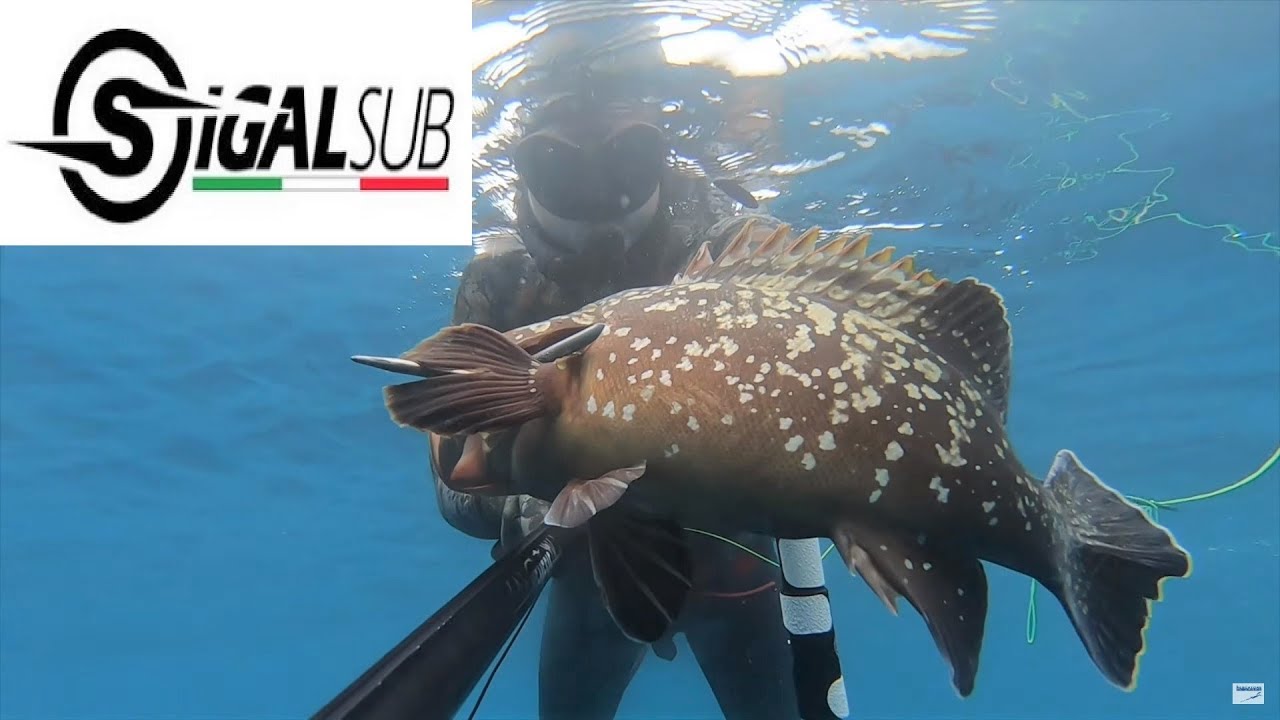 Spearfishing Grouper Team Sigalsub - Enrico Creta - Saraghi e Cernia