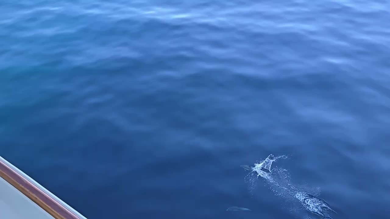Dolphins!!