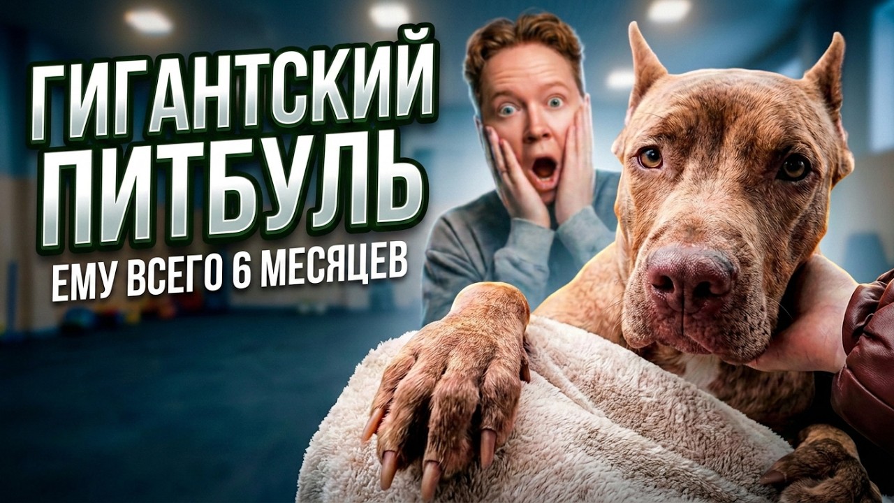 Баклушкин день! ПЕРВАЯ ТРЕНИРОВКА нашего ПИТБУЛЯ в 6 месяцев