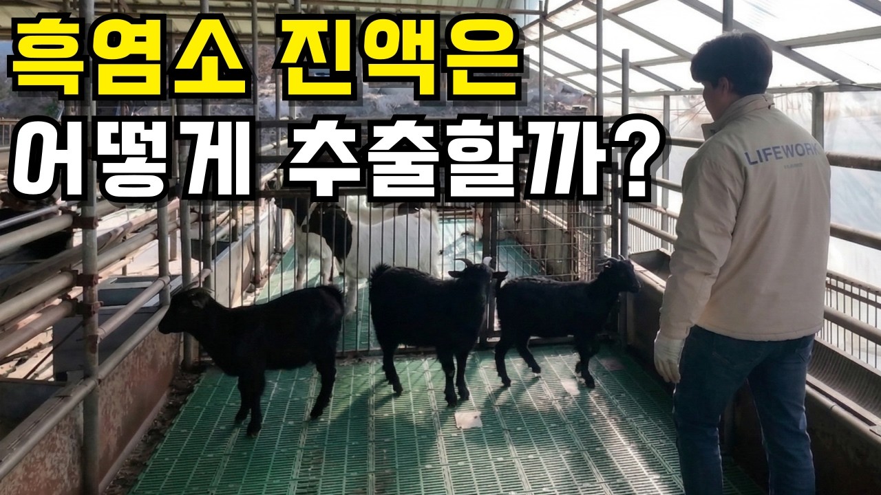 도축부터 진액까지... 흑염소 한 마리가 통째로 들어가는 전 과정