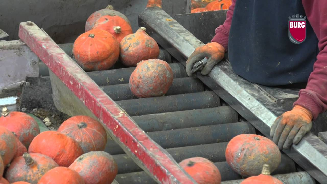 Burg Machinery - Pumpkin washing and sortingline