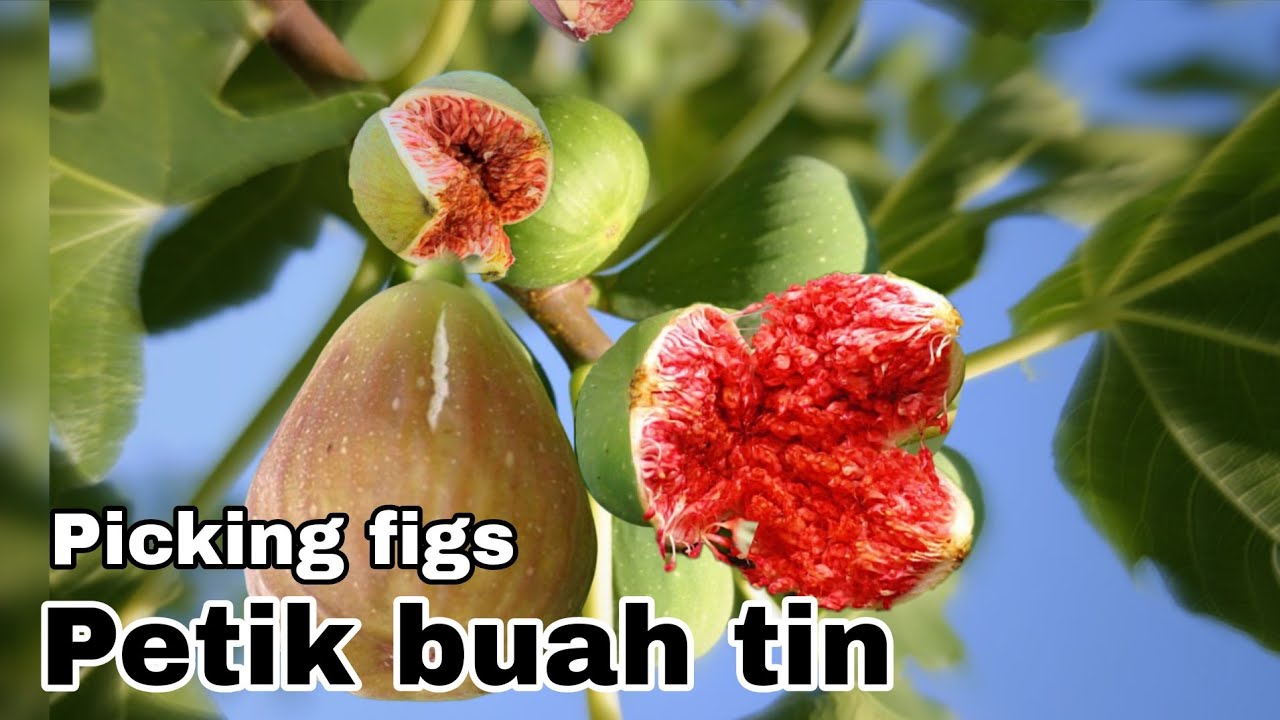 Panen buah tin | Harvesting figs 