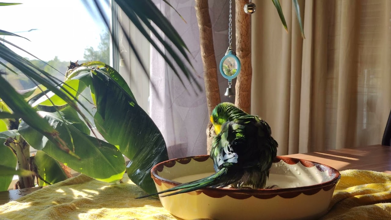 Barraband male parakeet bathing 4k