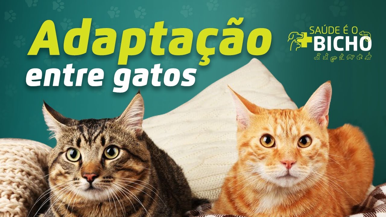 Gato novo em casa: como adaptar com outro bichano | Sa&uacute;de &eacute; o Bicho