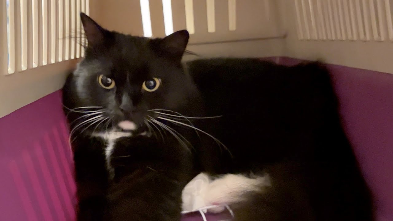 Here is a cats-only capsule hotel, I'm sorry you can't come in.