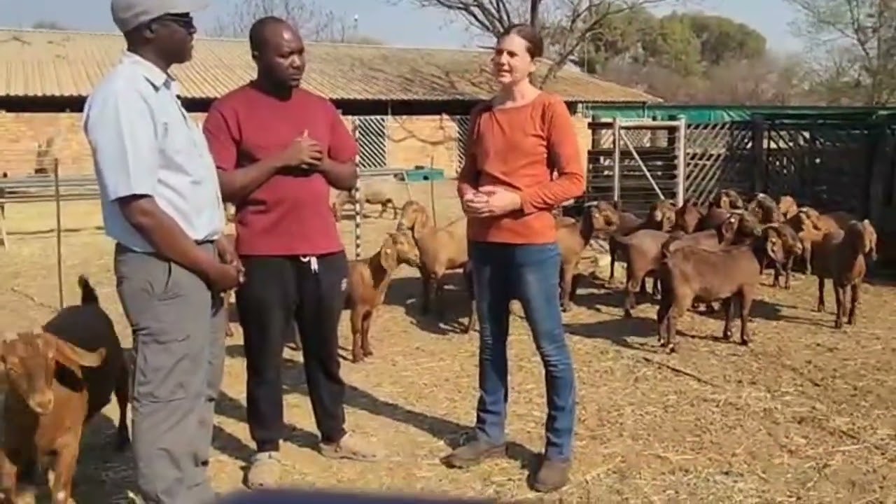 Advise from the best kalahari goats breeder in South Africa