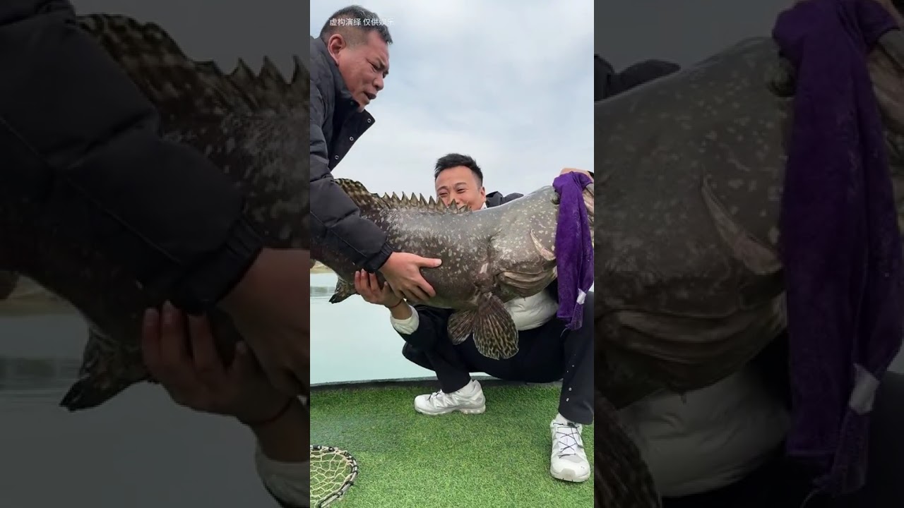 老板情绪价值给我拉满了 但我还是想知道海罗非到底多少钱一斤?