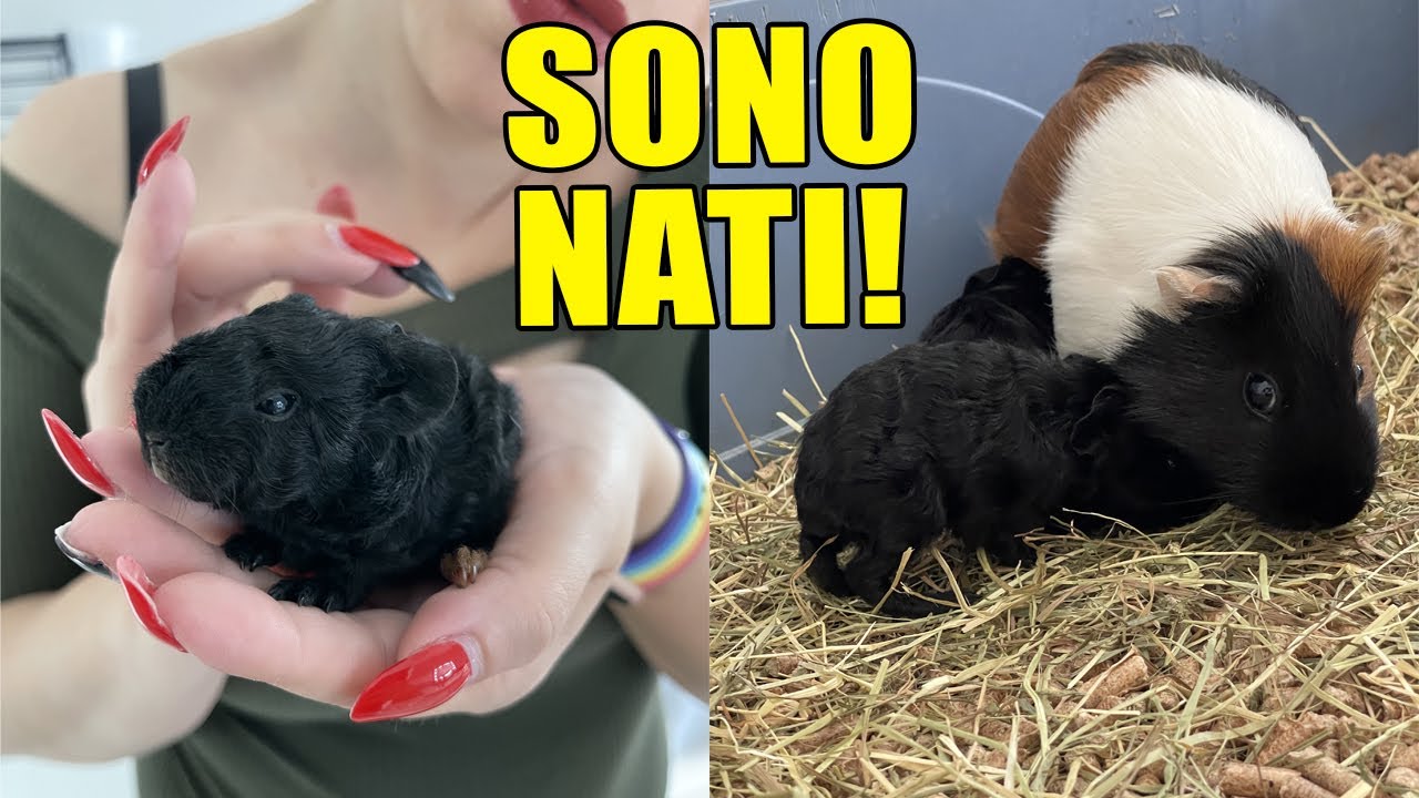 PINA HA PARTORITO! SONO NATI I CUCCIOLI!