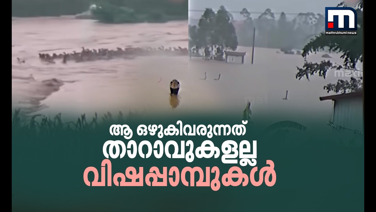 ചൈനയിൽ ചുഴലിക്കാറ്റും പ്രളയവും; വിഷപ്പാമ്പുകൾ ജനവാസമേഖലയിലേക്ക് ഒഴുകിയെത്തി | China Floods | Snake