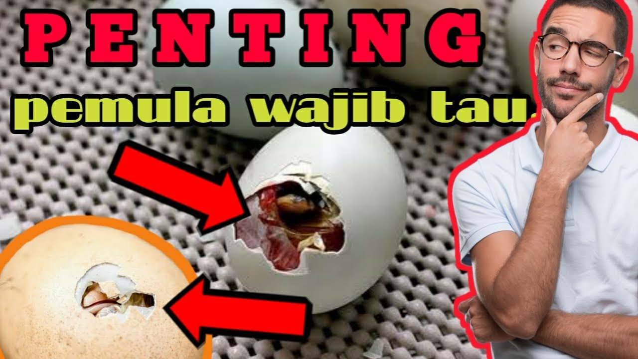 Penyebab telur lambat menetas atau telur cepat menetas