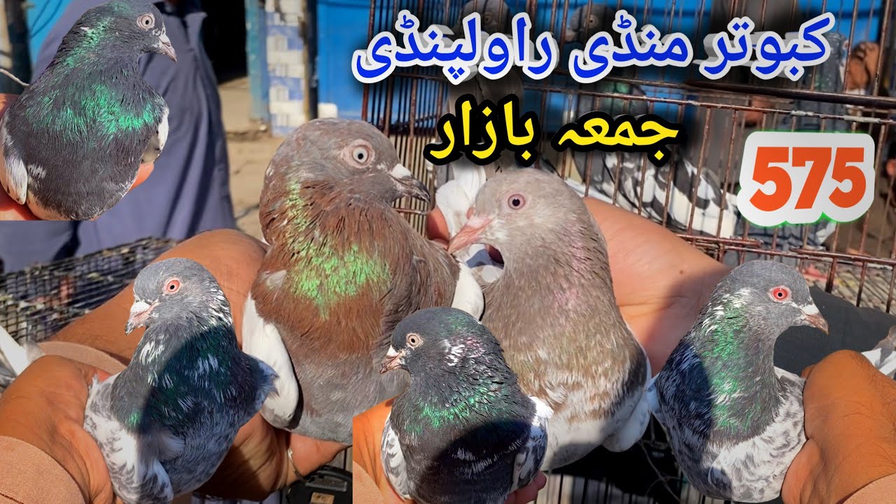 575 | Friday Kabootar Mandi Rawalpindi | Today 7/11/2025 | Latest Update High Flyer Pigeon Market 