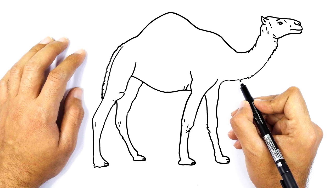 رسم جمل خطوة بخطوة للمبتدئين || كيف ترسم جمل | تعليم الرسم