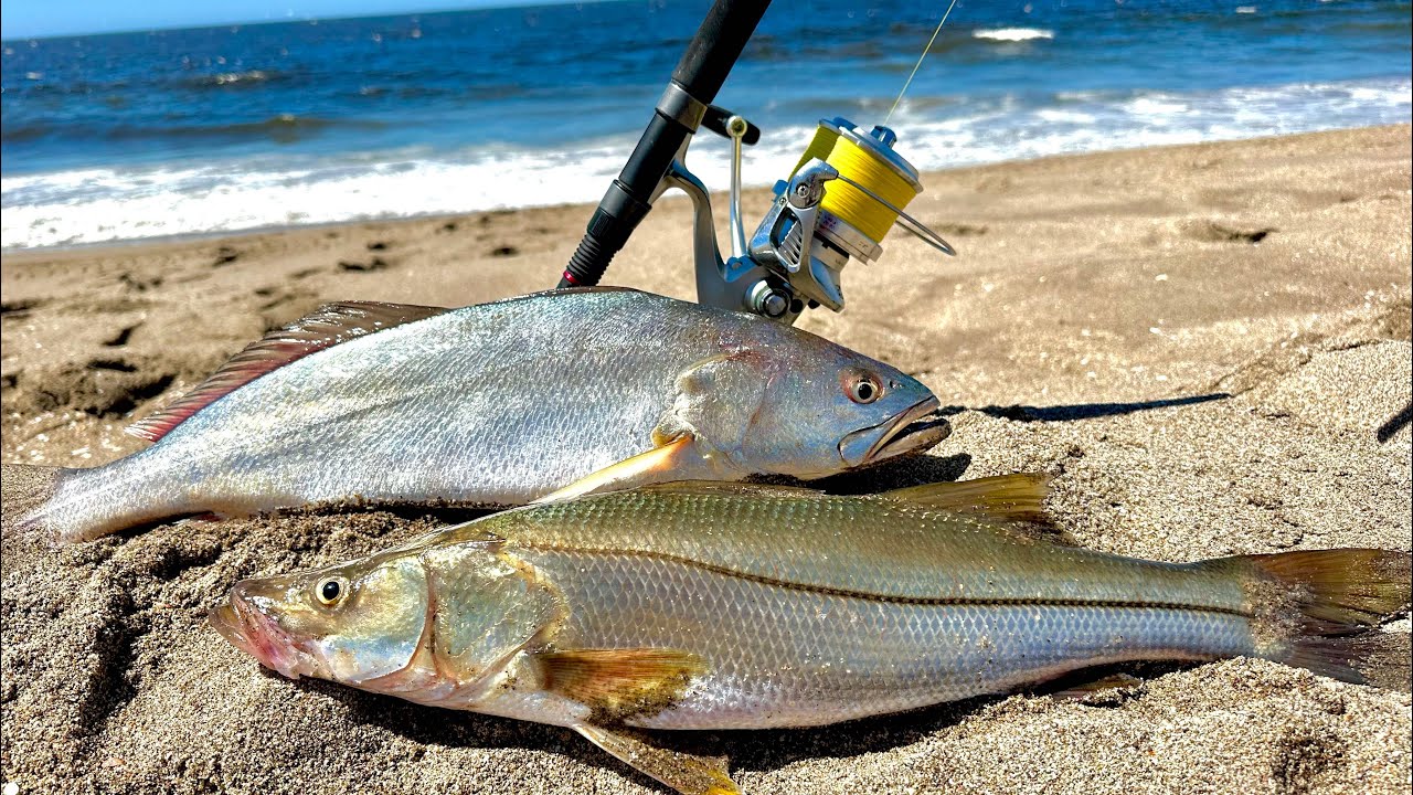COMO pescar ROBALO, CORVINAS y PARGO en la PLAYA || PESCA de ORILLA || TIPS de PESCA.