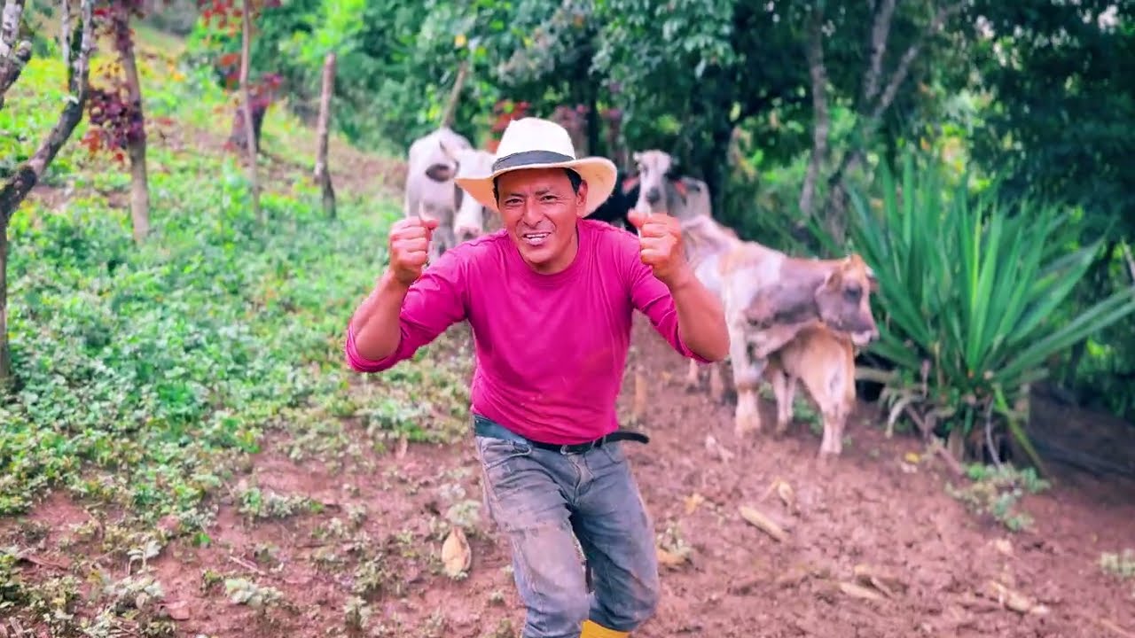 Salí a comprar un toro gyrolando para mis vacas y lo voy a llevar a la finca