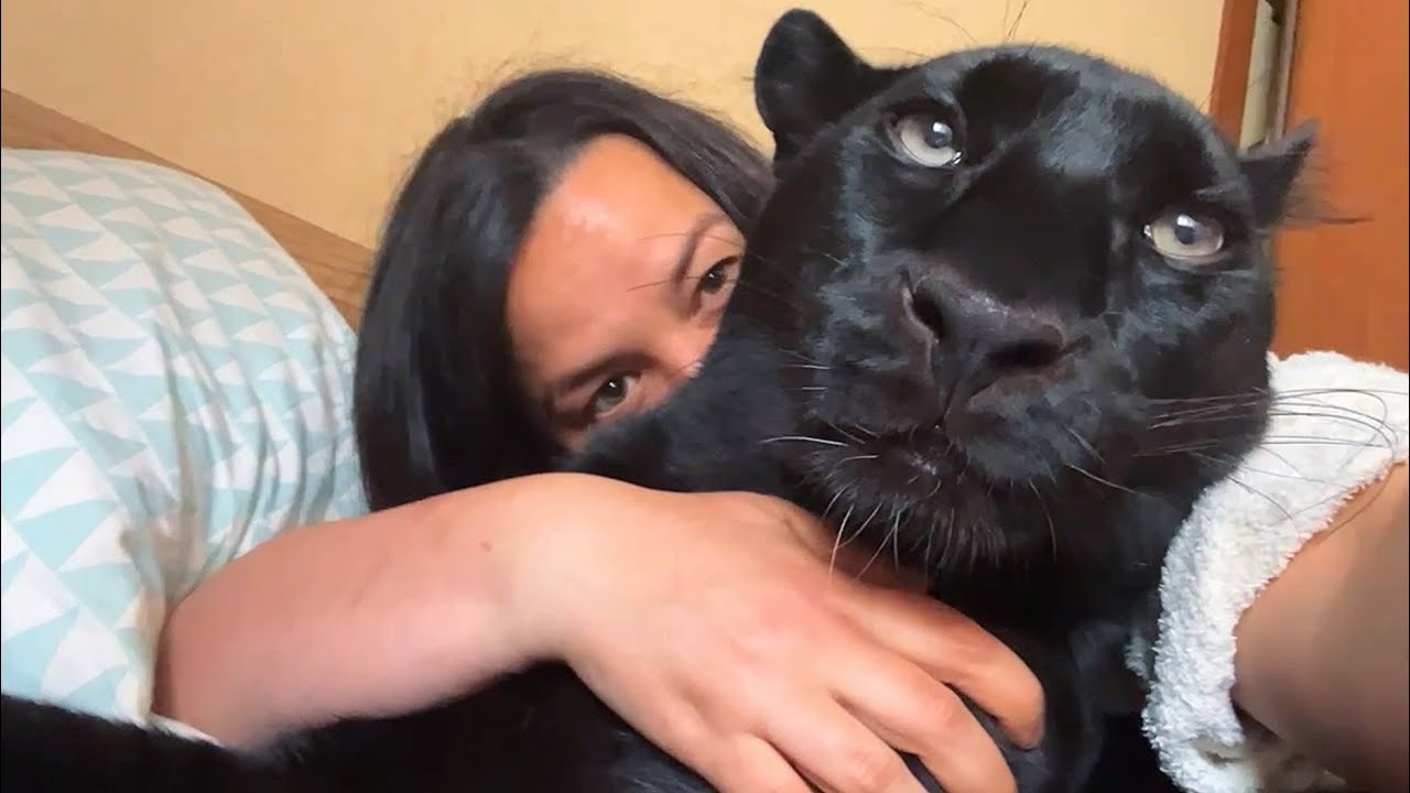 Почему пантера Луна шипит 🤔 День с Викой 😁