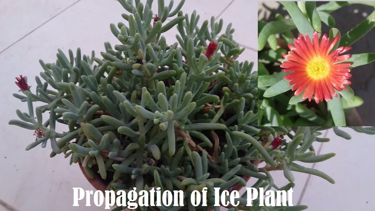 10 - Propagation of Ice Plant/Jewel of Desert Garnet in Urdu/Hindi