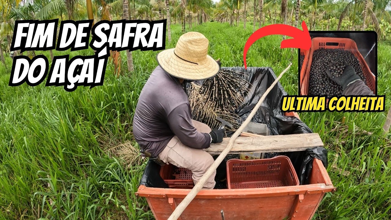 Ultima colheita da safra de açaí