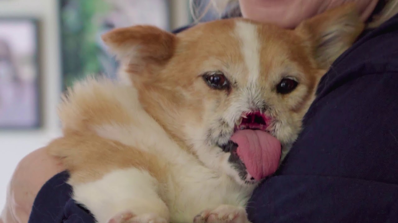 Maxine's 4th Birthday Visit to The East Coast Corgi Rescue