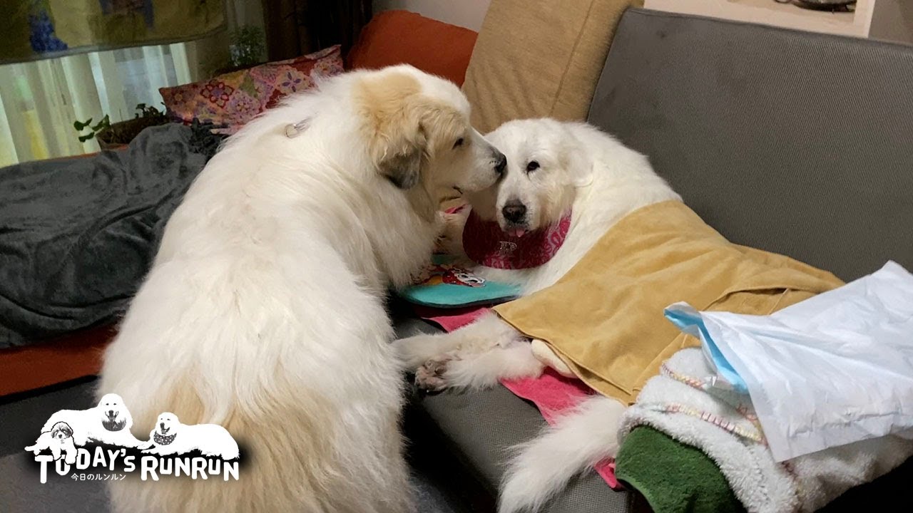 シャンプーしたのにアランに舐められベトベトになったルンルンです　Great Pyrenees　グレートピレニーズ