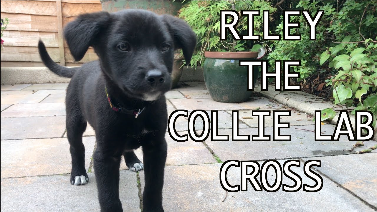Riley the Collie X Labrador Puppy at 9 weeks