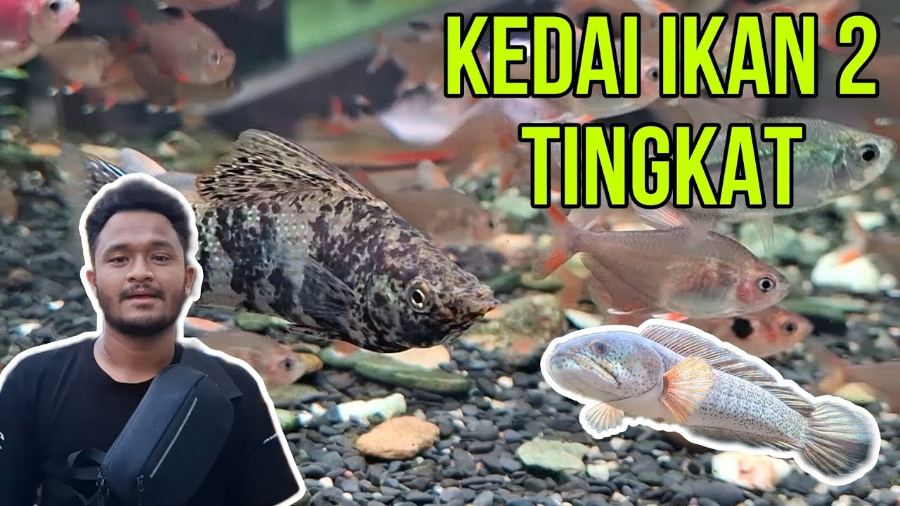 KEDAI IKAN 2 TINGKAT!  JOM CUCI MATA DI HASYA JORAN.