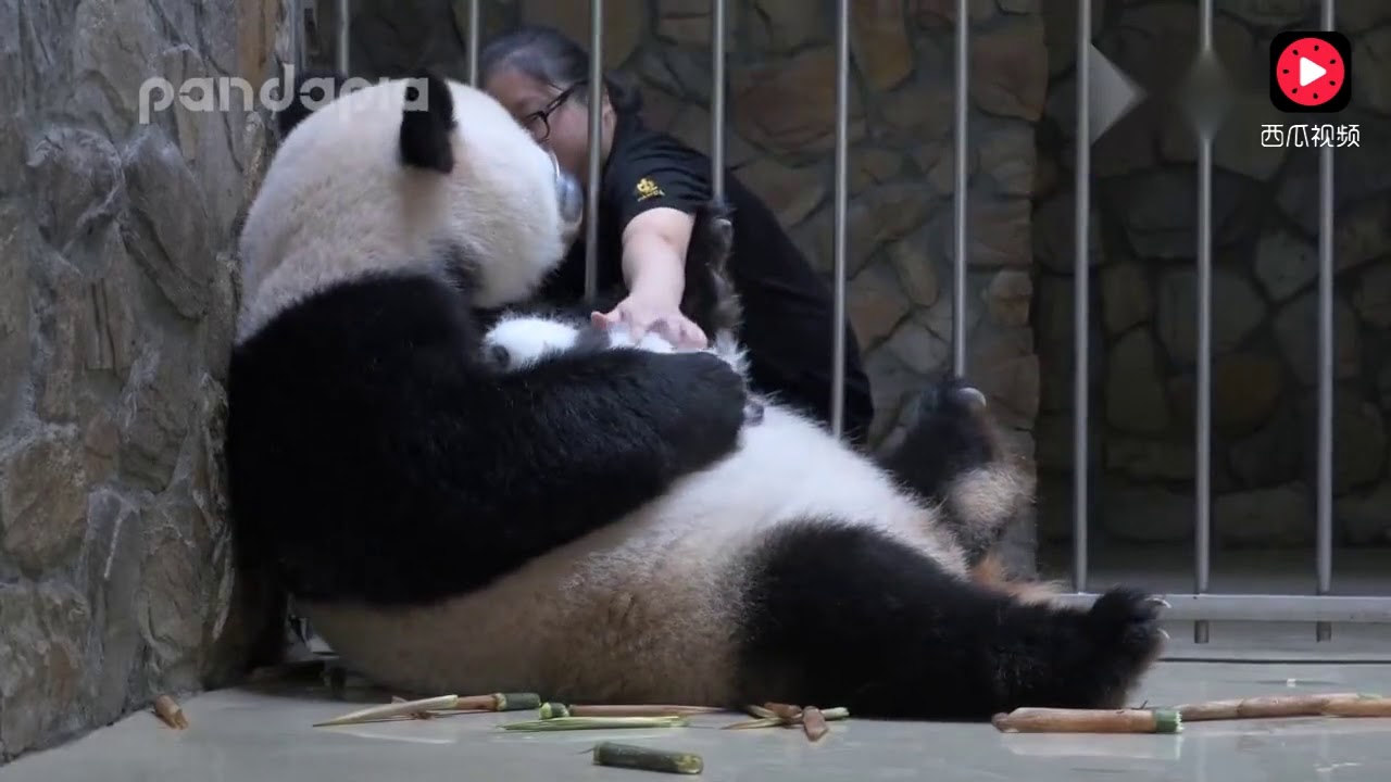 小丫头：奶妈，崽给你