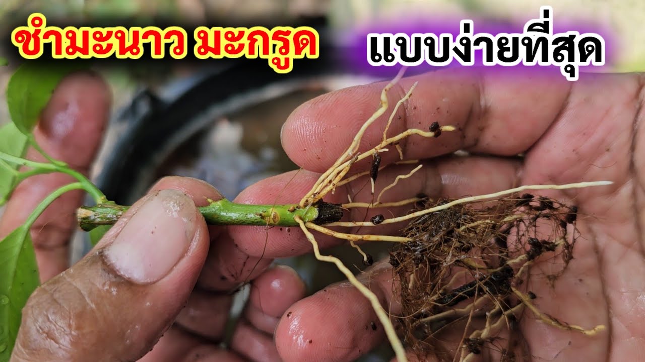 วิธีชำยอดมะกรูด 15 วัน รากงอกตรึง ต้นโตไวเก็บผลผลิตได้เร็ว