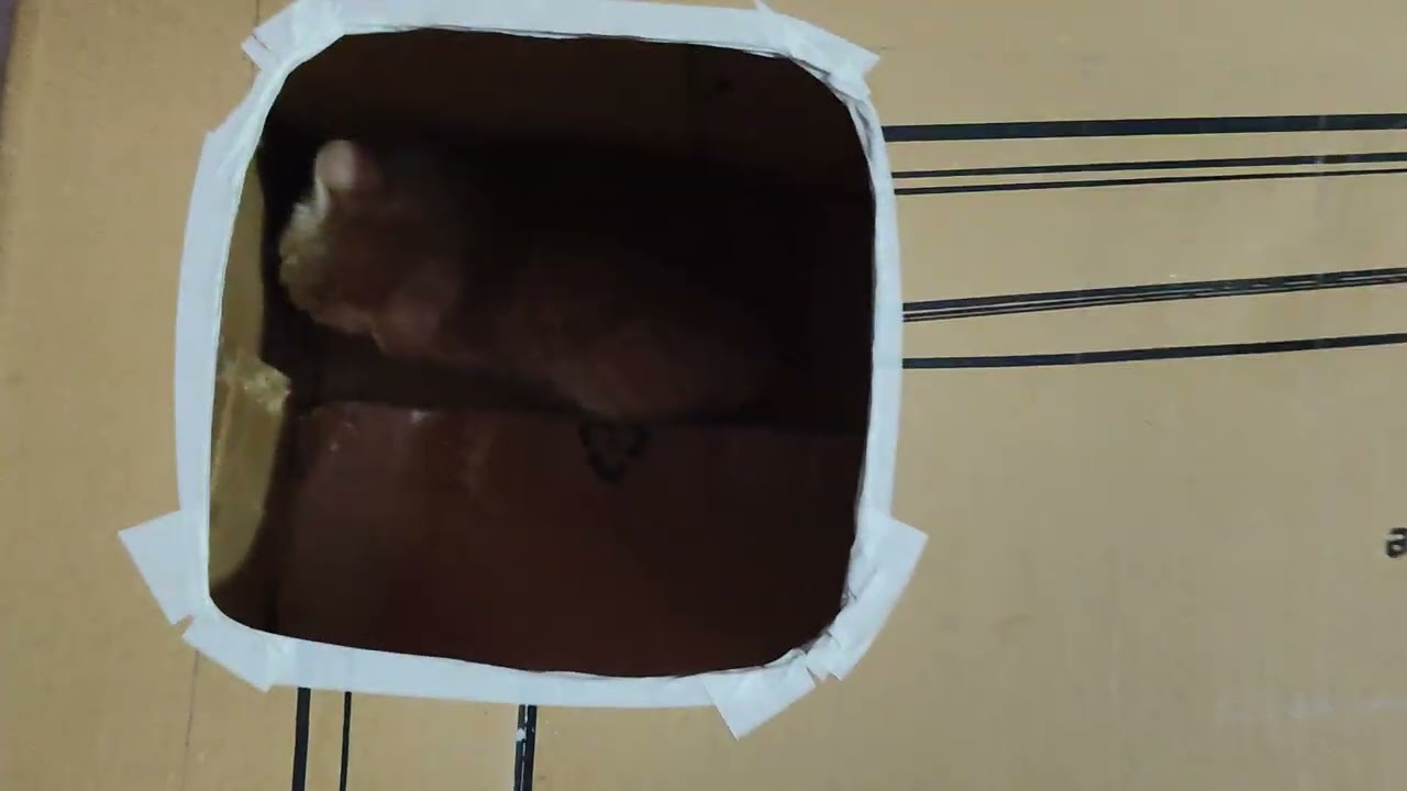 🐱😺dIY cat house  with cardboard part 1 #cat #cathouse #youtube