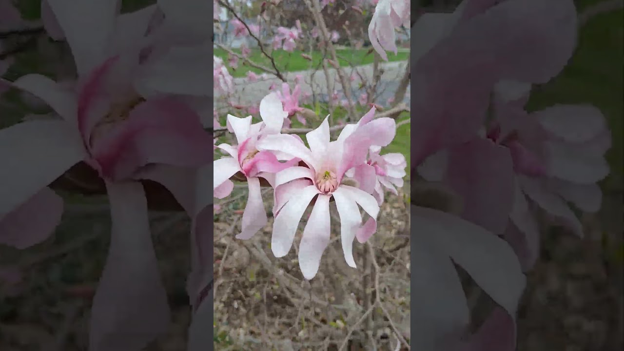 Spring Flowers 