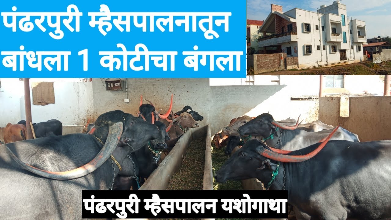 पंढरपुरी म्हैसपालनातून बांधला 1 कोटीचा बंगला / पंढरपुरी म्हैसपालन यशोगाथा/ Pandharpuri Buffalo story