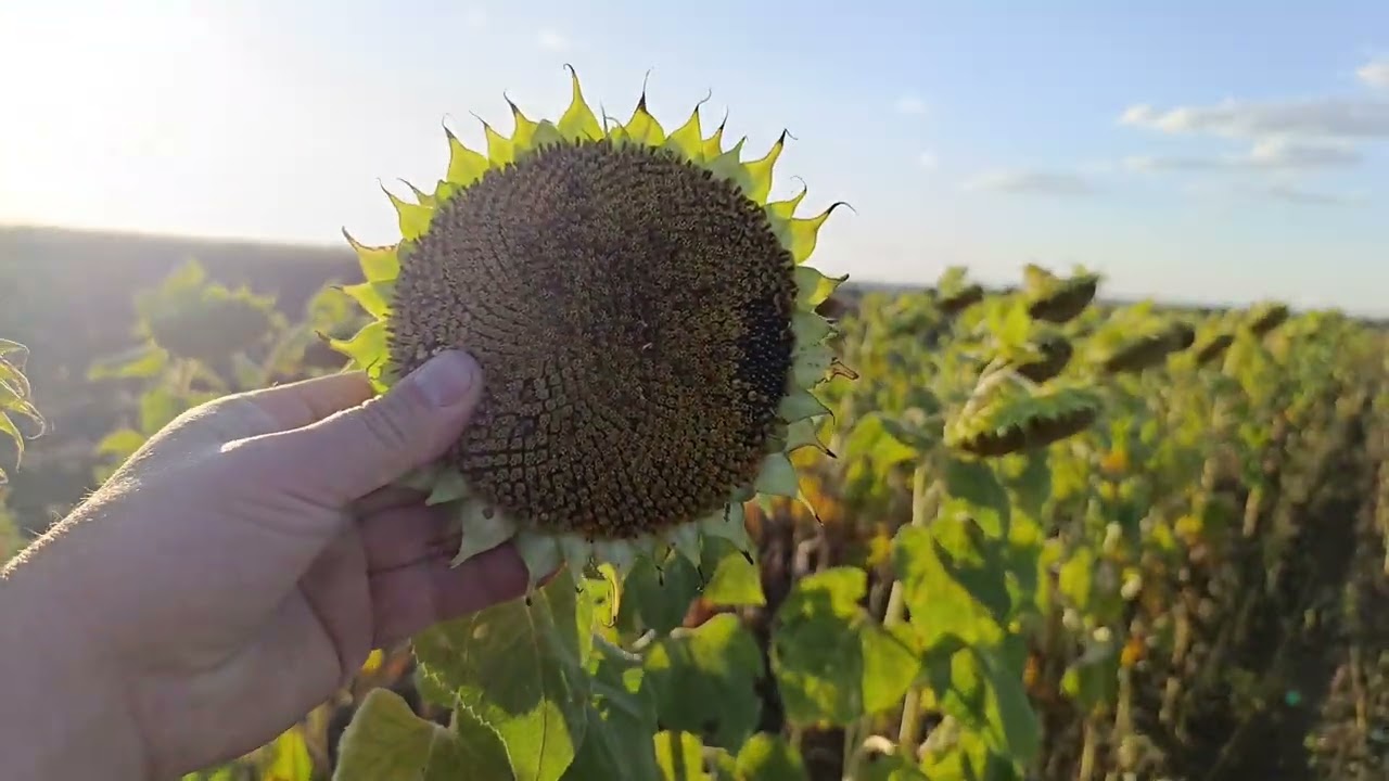 12 серпня 2025 р. Соняшник 🌻 піонер 25 без вологи без добрива стан 