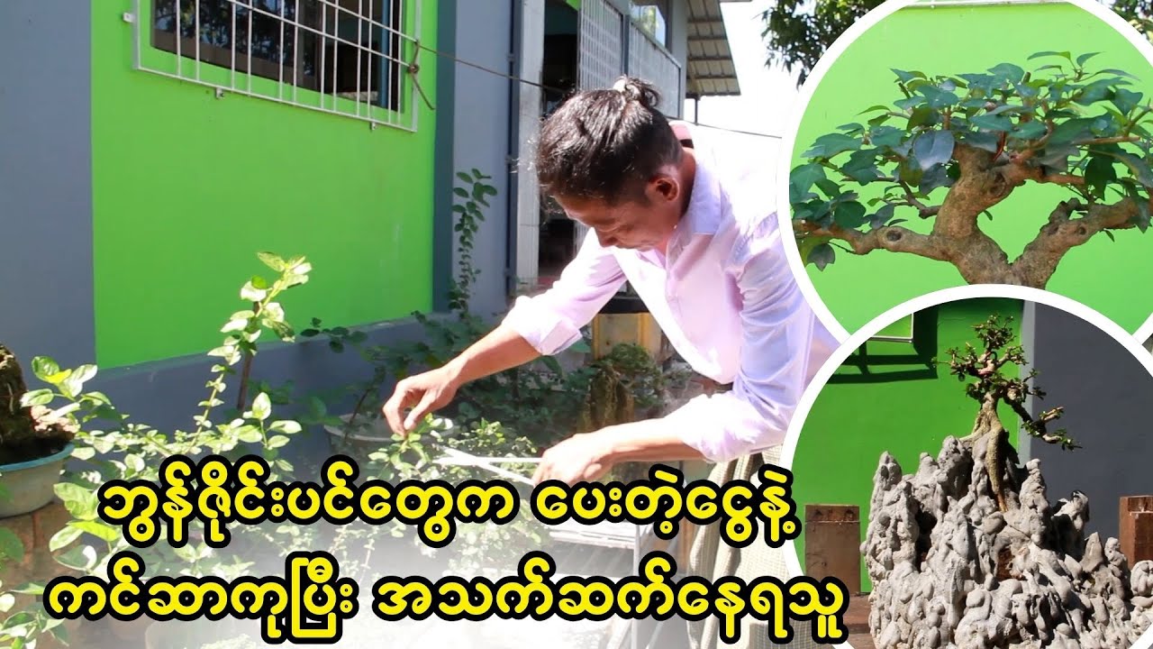 ဘွန်ဇိုင်းပင်တွေကပေးတဲ့ငွေနဲ့ ကင်ဆာကုပြီး အသက်ဆက်နေရသူ