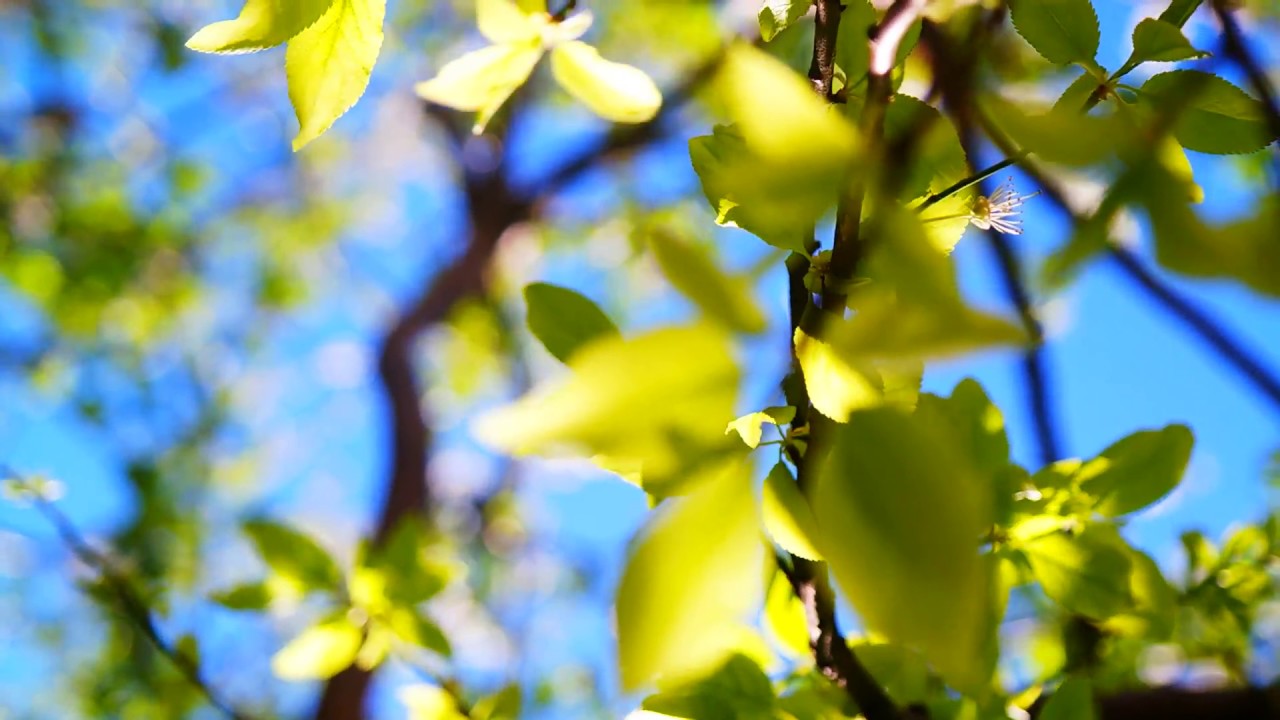 Samsung Nx2000 Video Test