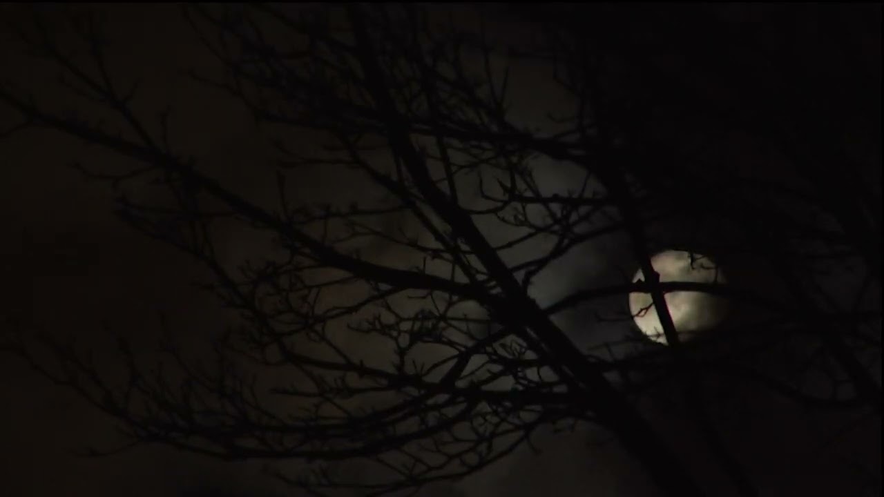 Scary Forest Sounds & Werewolves at Night | Creepy Forest Sounds for Relaxing and Calm