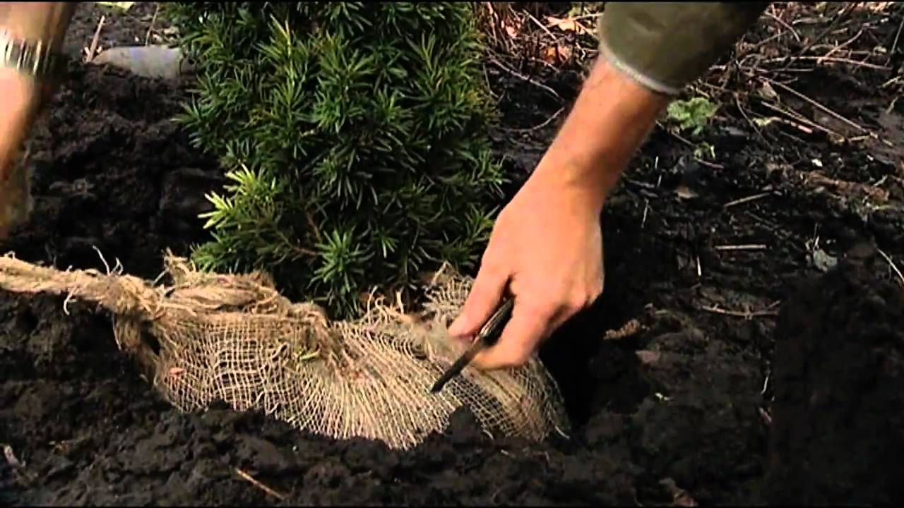 Coniferen Planten
