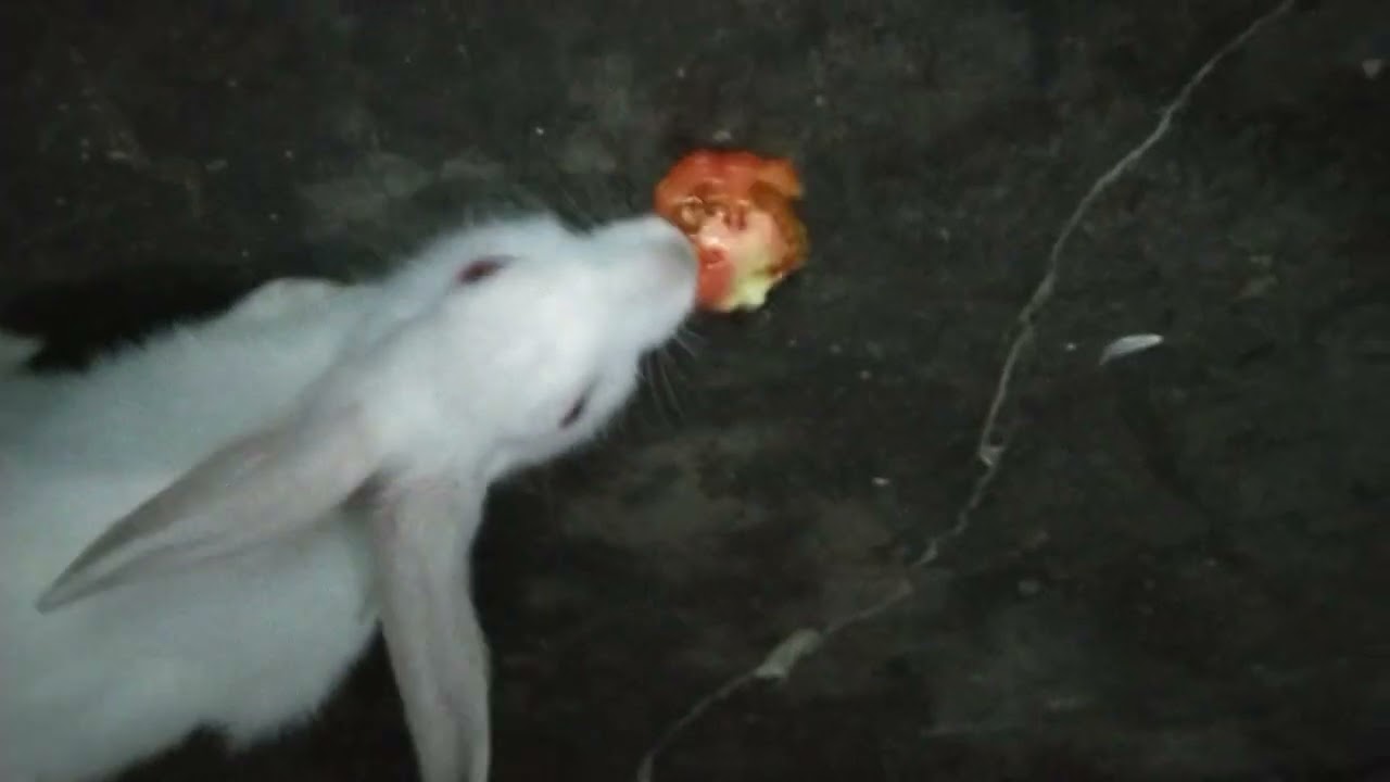 my rabbit eating tomato 🥰🍅#cuterebbit #cuteanimal #cutepet #comedy #funny #bunny