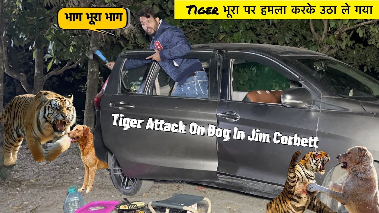 Solo Night Car Camping in jim Corbett | Tiger sightseeing | Sitabani Gate Safari