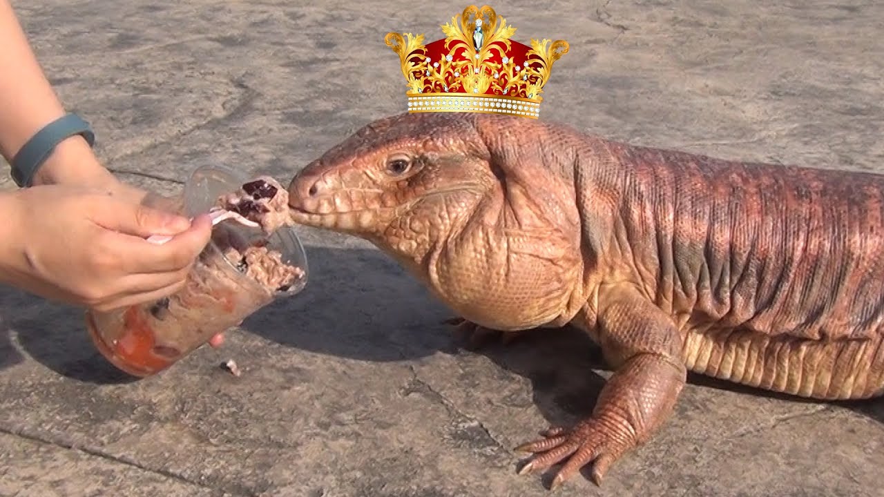 ☜ Meal Fit for a King