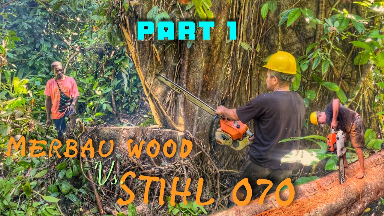 MENEBANG DAN MEMBUAT BALOK DARI KAYU MERBAU RAWA DI TEMANI ANAK PEMILIK DUSUN || STIHL 070 CHAINSAW