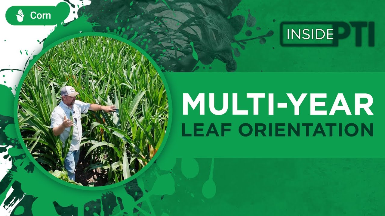 InsidePTI | Multi-Year Leaf Orientation Study ‣ Corn