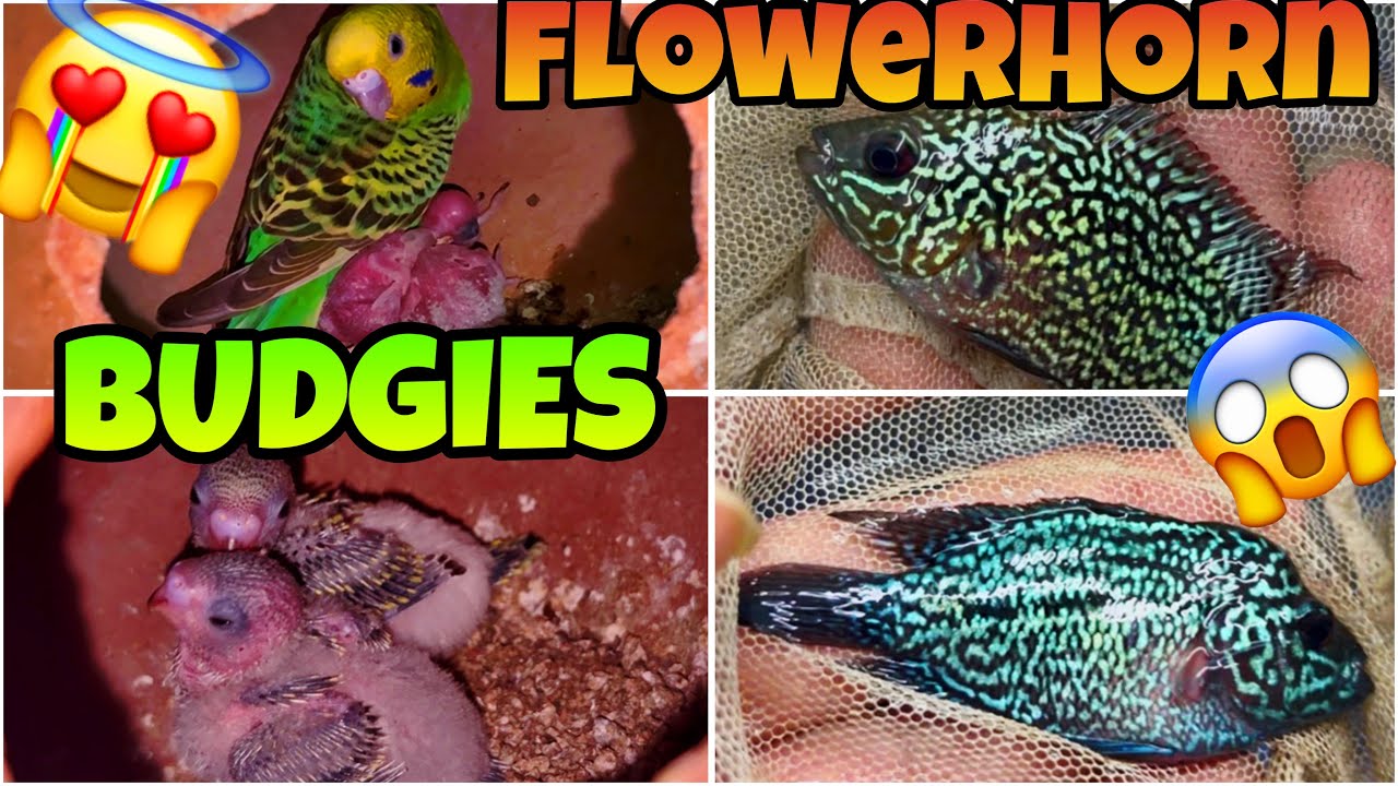 New Budgies Baby’s 🤩New Pet Monster Flower Horn kamfa 😍