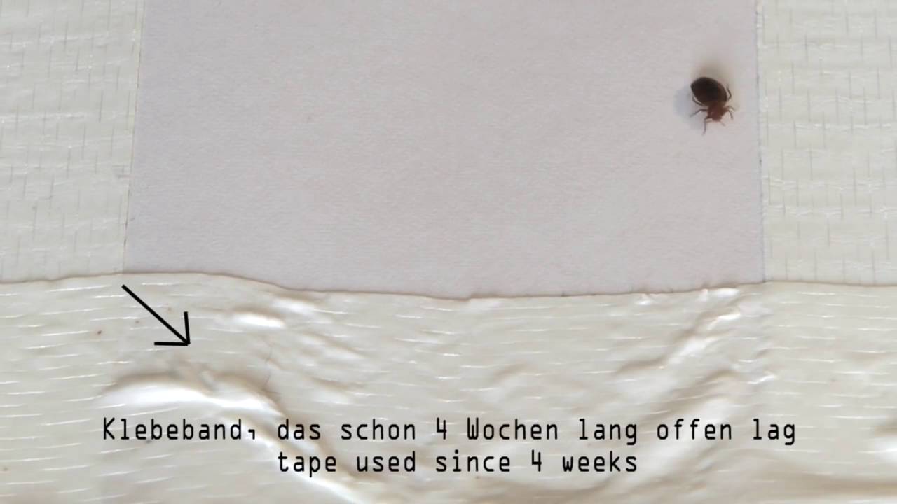 Bettwanzen auf Klebeband