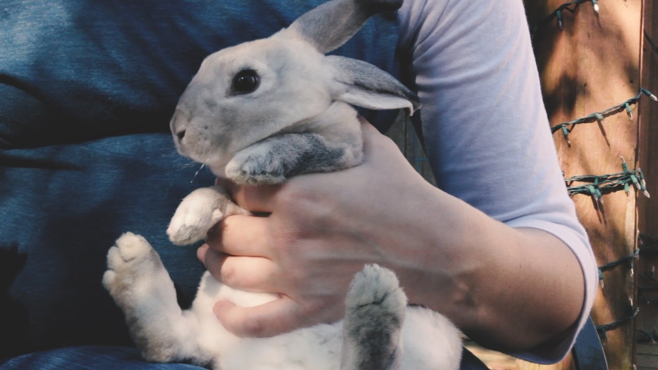 How To Hold A Rabbit and How To Clip A Rabbit's Nails