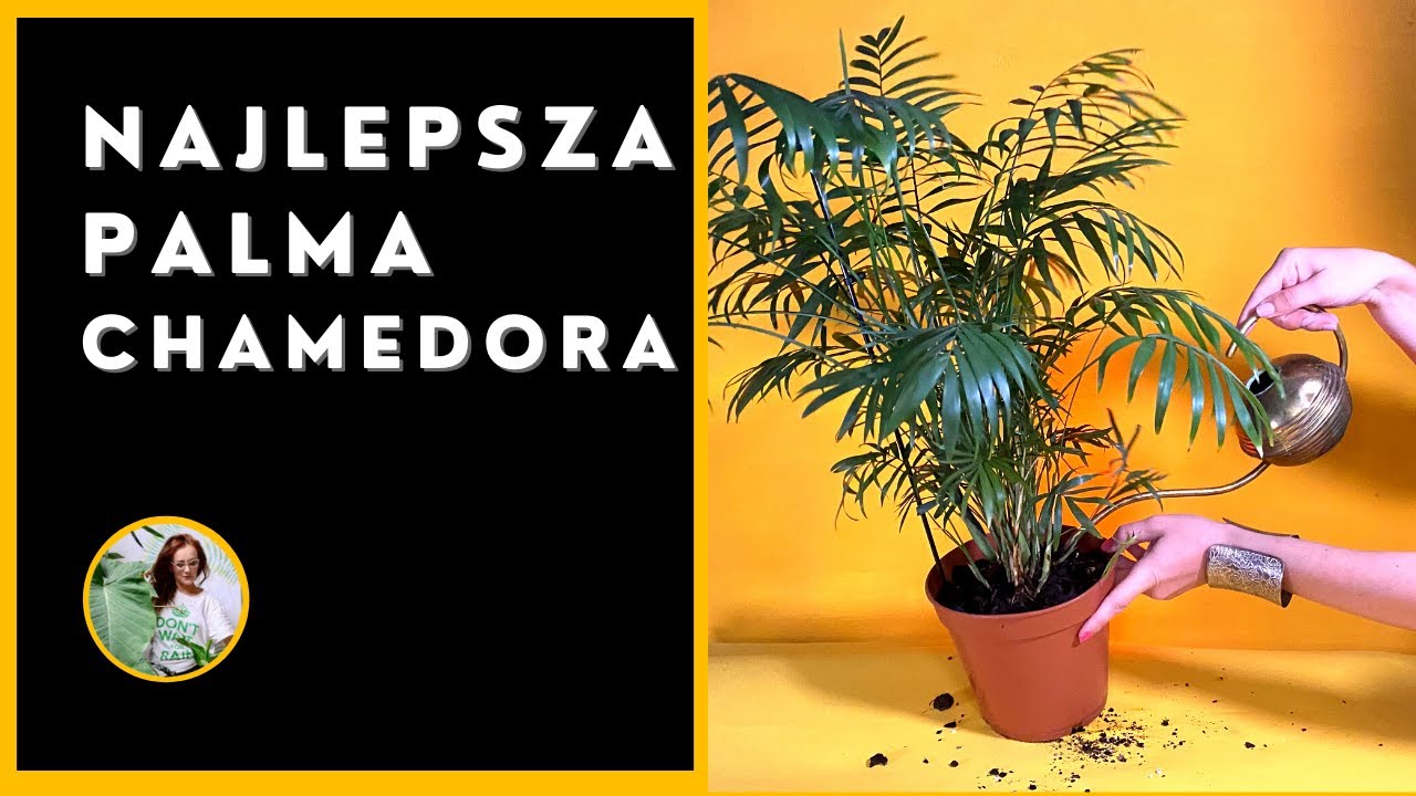 Palma Chamedora wytworna - jak dbać, uprawiać, pielęgnować, rozmnażać