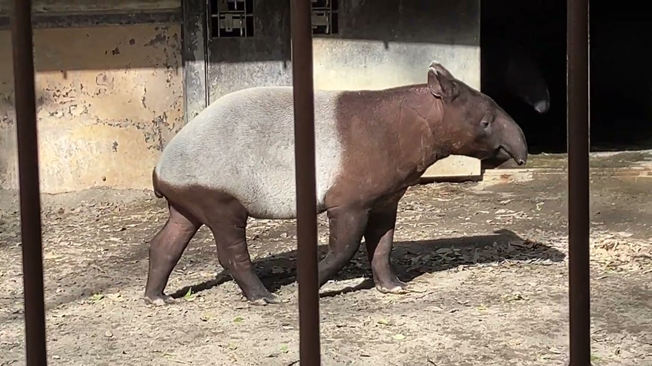 とべ動物園マレーバク　ナナハ　ヒメナ　2026/2/23