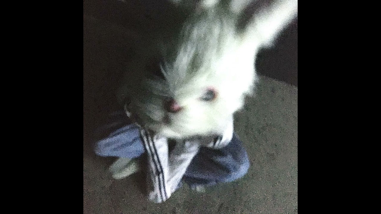 icebluerabbit