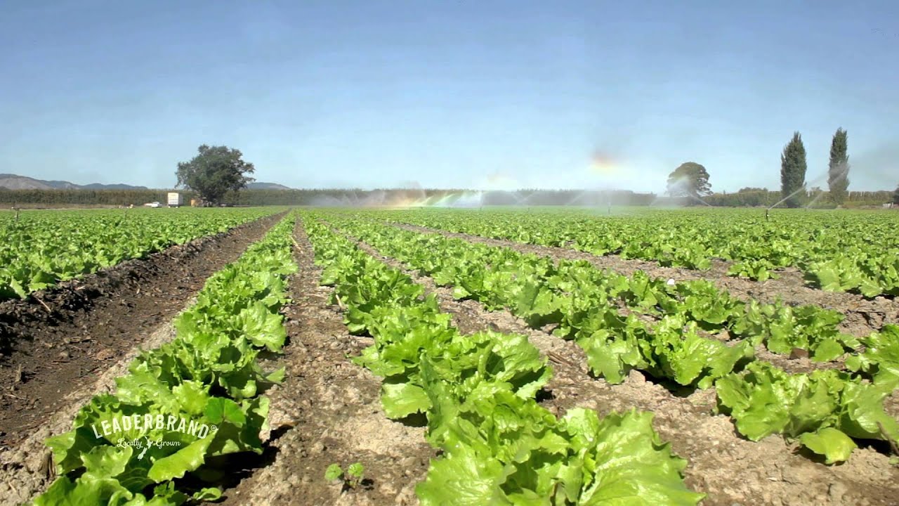Leaderbrand Lettuce