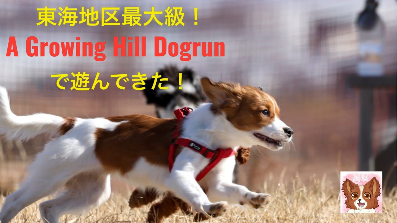 【コーイケルホンディエ】森と丘のドッグラン「A Growing Hill Dogrun」に行ってきた
